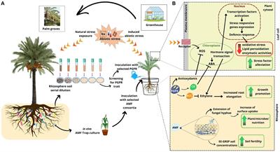 Harnessing rhizospheric core microbiomes from arid regions for enhancing date palm resilience to climate change effects